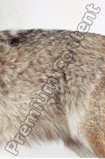 Wolf leg photo reference 0009